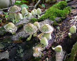 Coprinopsis variegata group, caps partially liquified.